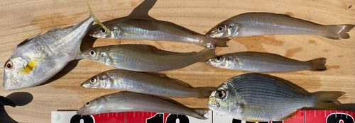 キスの釣果