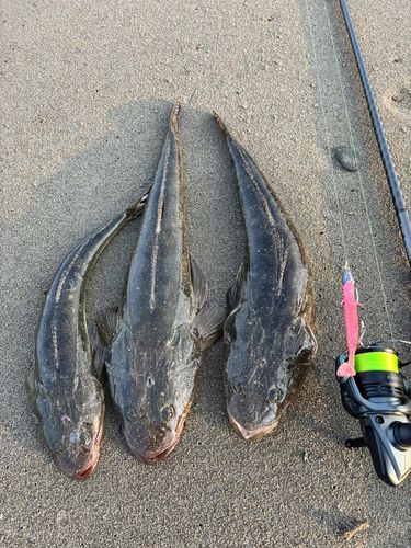 マゴチの釣果