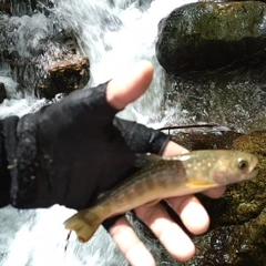 イワナの釣果