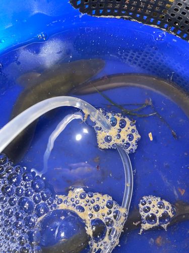 ウナギの釣果