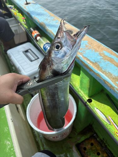 タチウオの釣果