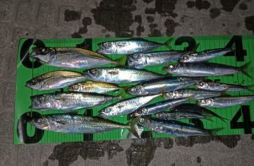 サバの釣果