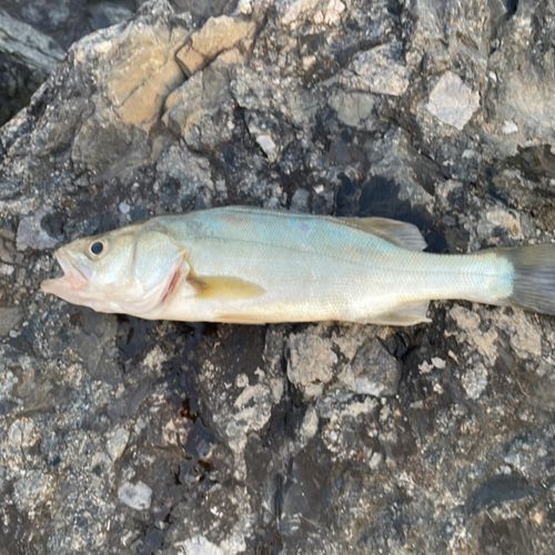 セイゴ（タイリクスズキ）の釣果