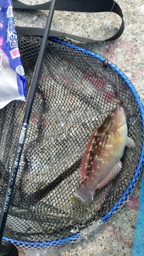 ホシササノハベラの釣果