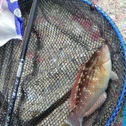 ホシササノハベラ