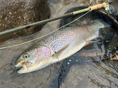 ニジマスの釣果
