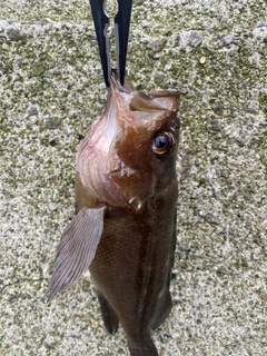 ガヤの釣果