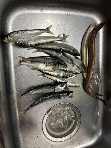 ハモの釣果