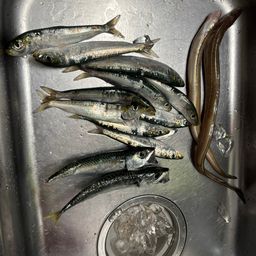 ハモ