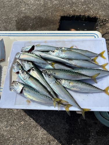 釣果