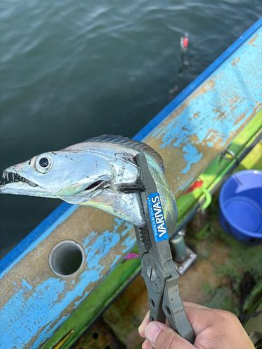 タチウオの釣果