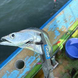 タチウオ