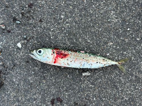 サバの釣果