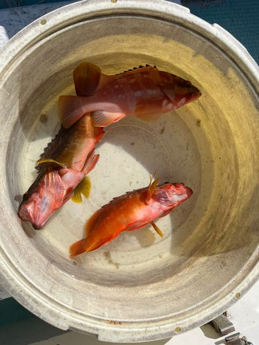 アカハタの釣果