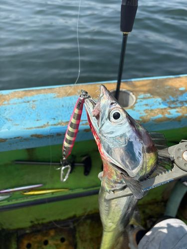 タチウオの釣果