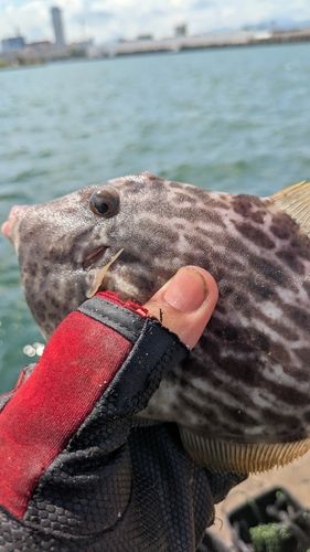 カワハギの釣果