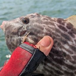 カワハギ