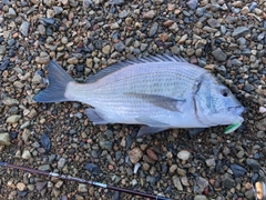 ミナミクロダイの釣果