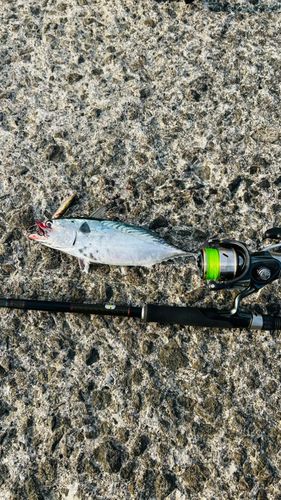 スマガツオの釣果