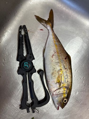 ネリゴの釣果