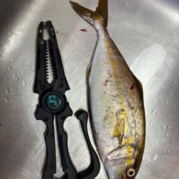 ネリゴ