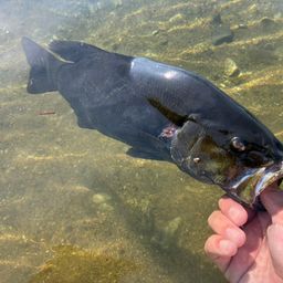 スモールマウスバス