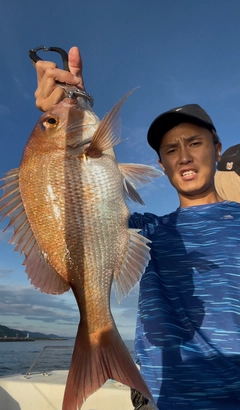 マダイの釣果