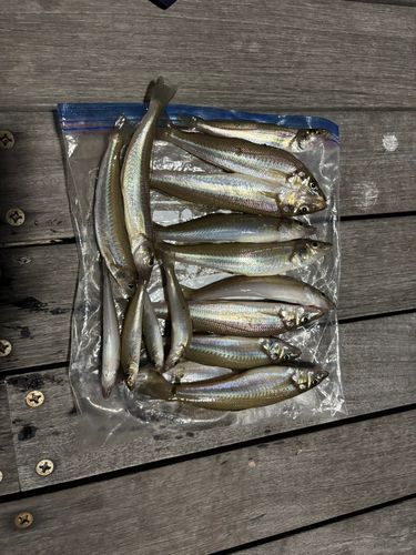 シロギスの釣果
