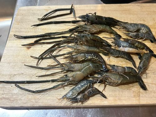テナガエビの釣果