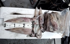 シロイカの釣果