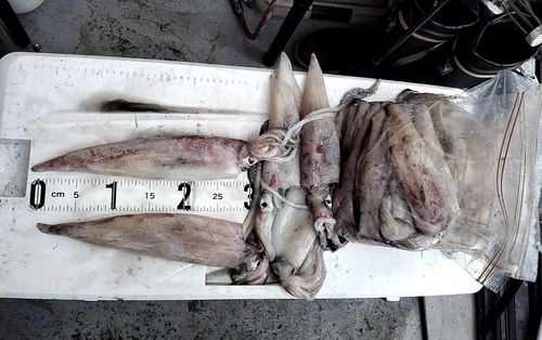 シロイカの釣果