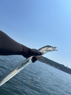 タチウオの釣果