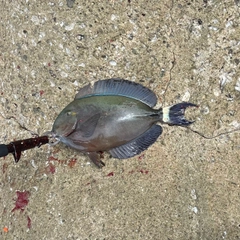 トカジャーの釣果
