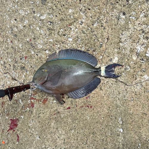 トカジャーの釣果
