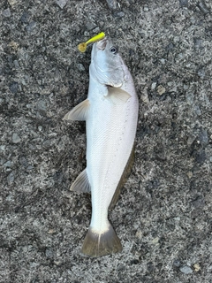 ニベの釣果