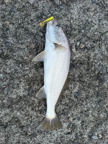 ニベの釣果