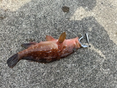 キジハタの釣果