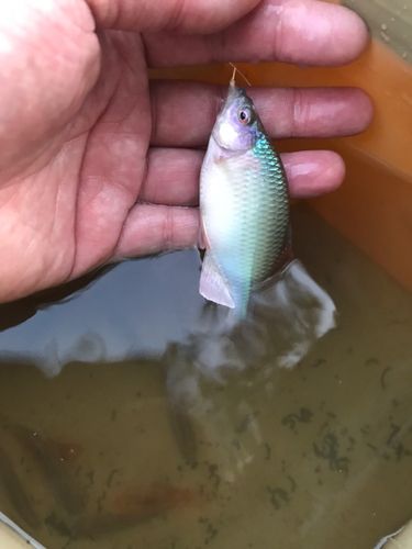 カネヒラの釣果