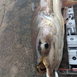 メコンオオナマズ