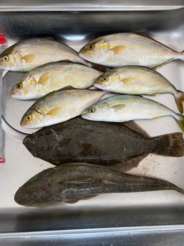 ショゴの釣果