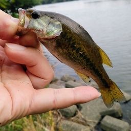 ラージマウスバス