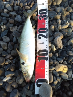 マルアジの釣果