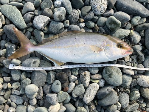 ショゴの釣果