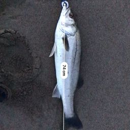 シーバス