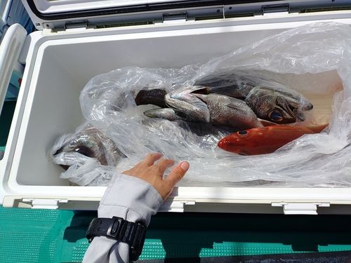 クロムツの釣果