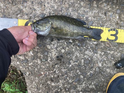 スモールマウスバスの釣果