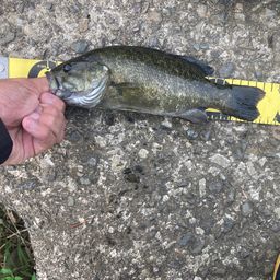 スモールマウスバス