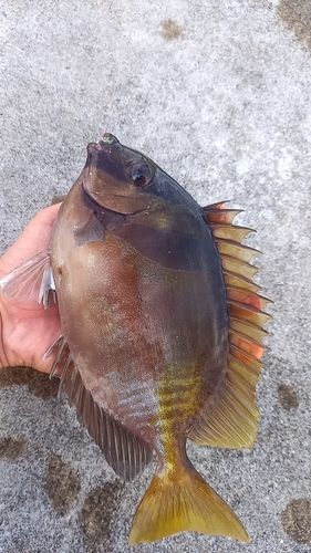 ヒメアイゴの釣果