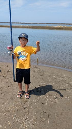 シロギスの釣果