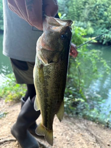 ラージマウスバスの釣果